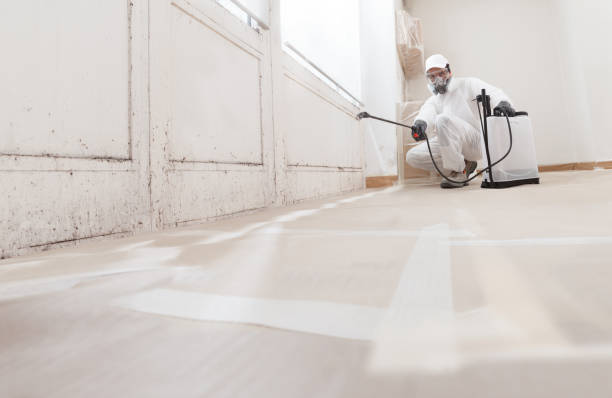 24/7 Emergency Basement Mold Removal experts in Edmonds, WA