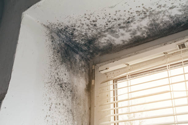 Affordable Basement Mold Removal solutions in Edmonds, WA